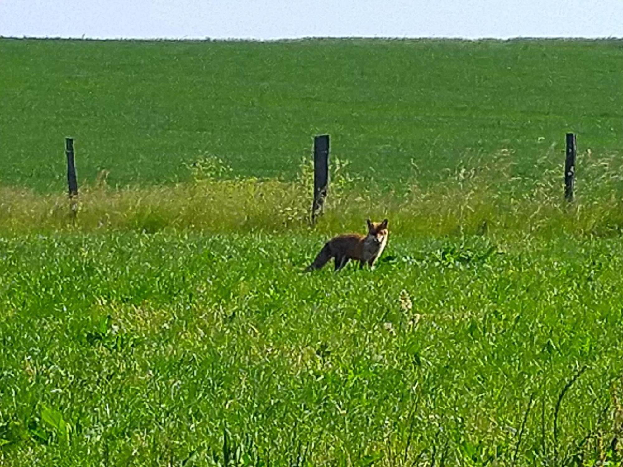 Urlaub Mit Hund Auf Dem Bauernhof Hofswald Apartment Euscheid Exterior photo